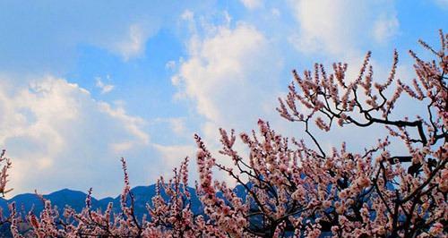 杏树花的寓意和花语是什么？这种花象征了什么？