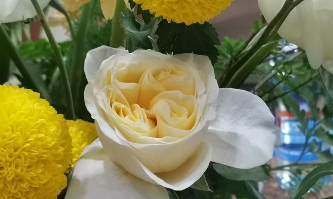 难等春风的花语是什么意思？花语中难等春风象征着什么？