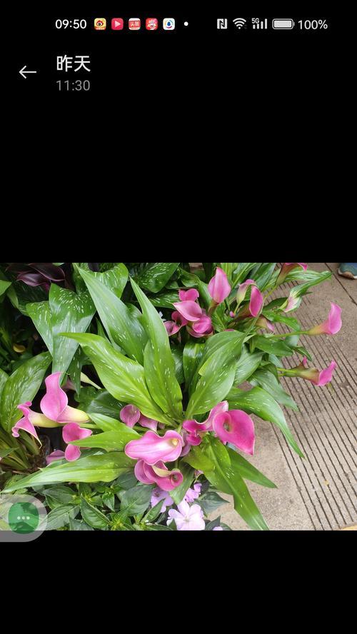 难等春风的花语是什么意思？花语中难等春风象征着什么？