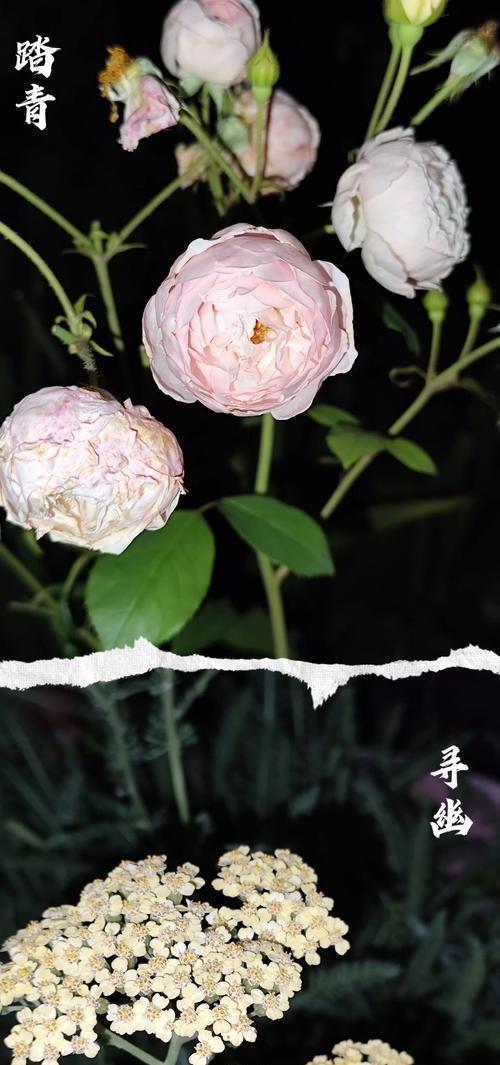 难等春风的花语是什么意思？花语中难等春风象征着什么？