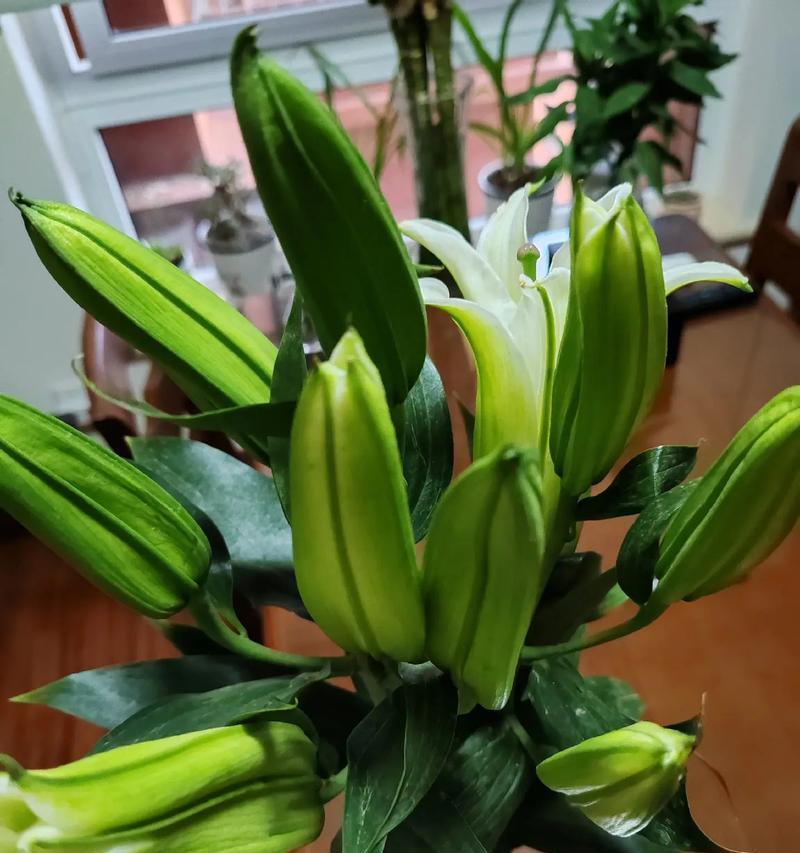 爱笑的百合花代表什么？百合花的花语是什么？