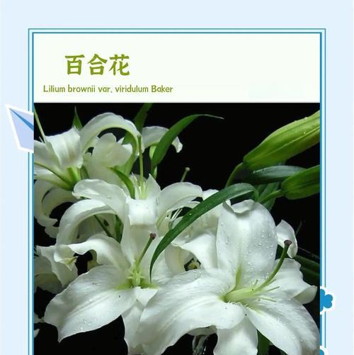 爱笑的百合花代表什么？百合花的花语是什么？