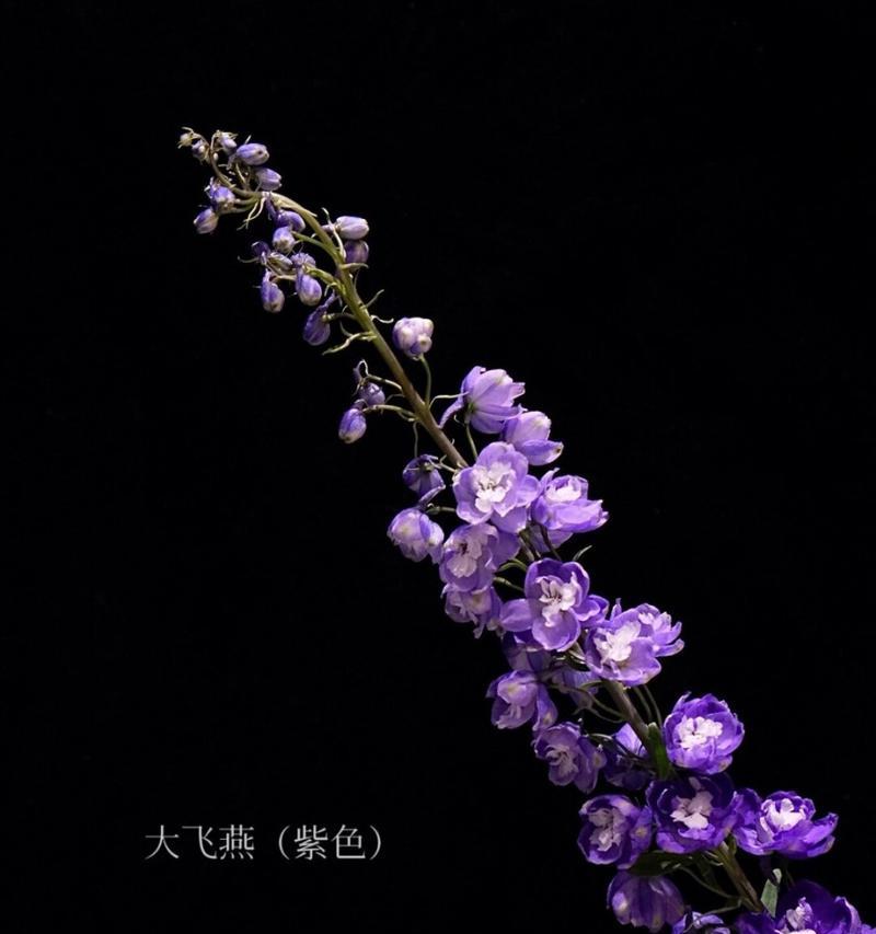 黑色珠子的花语和象征意义是什么？