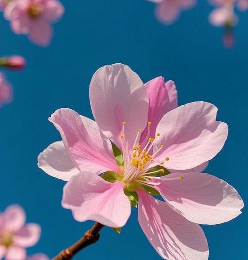 自由自在的花语象征着什么？哪种花代表自由？
