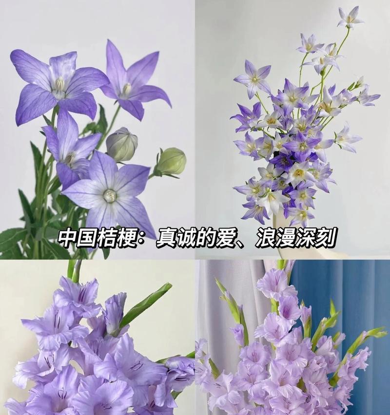 蓝紫色衣草的花语代表什么含义？