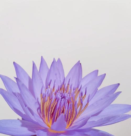 睡莲的花语是什么意思？睡莲代表的寓意是什么？