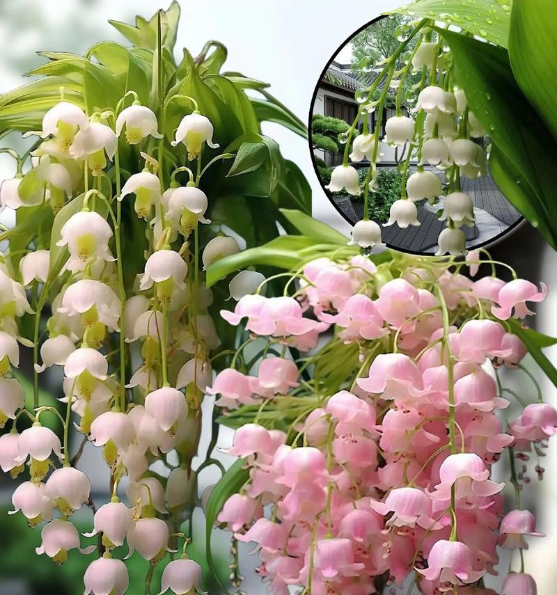 热情华贵是什么花语啊？哪些花能表达这种高贵的热情？