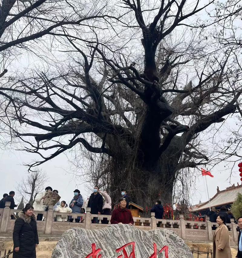 龙槐树的花语有哪些独特之处？它象征着什么？