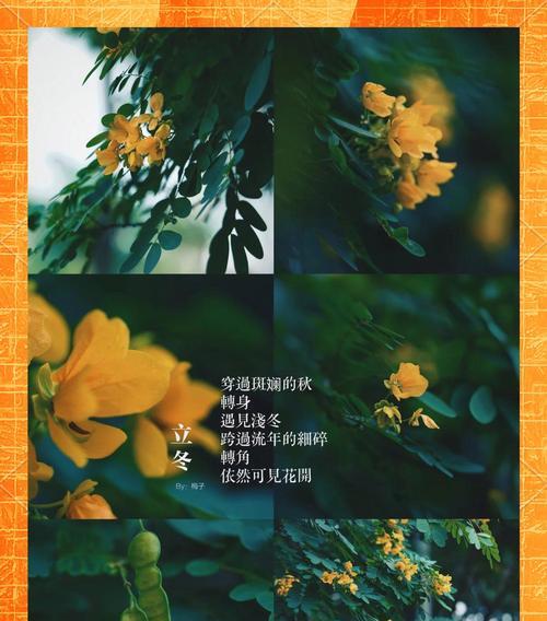龙槐树的花语有哪些独特之处？它象征着什么？
