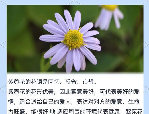 女生间浪漫的花语有哪些？