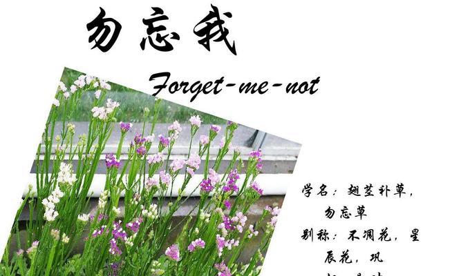 勿忘我花语有何深意？勿忘我的花语代表什么？