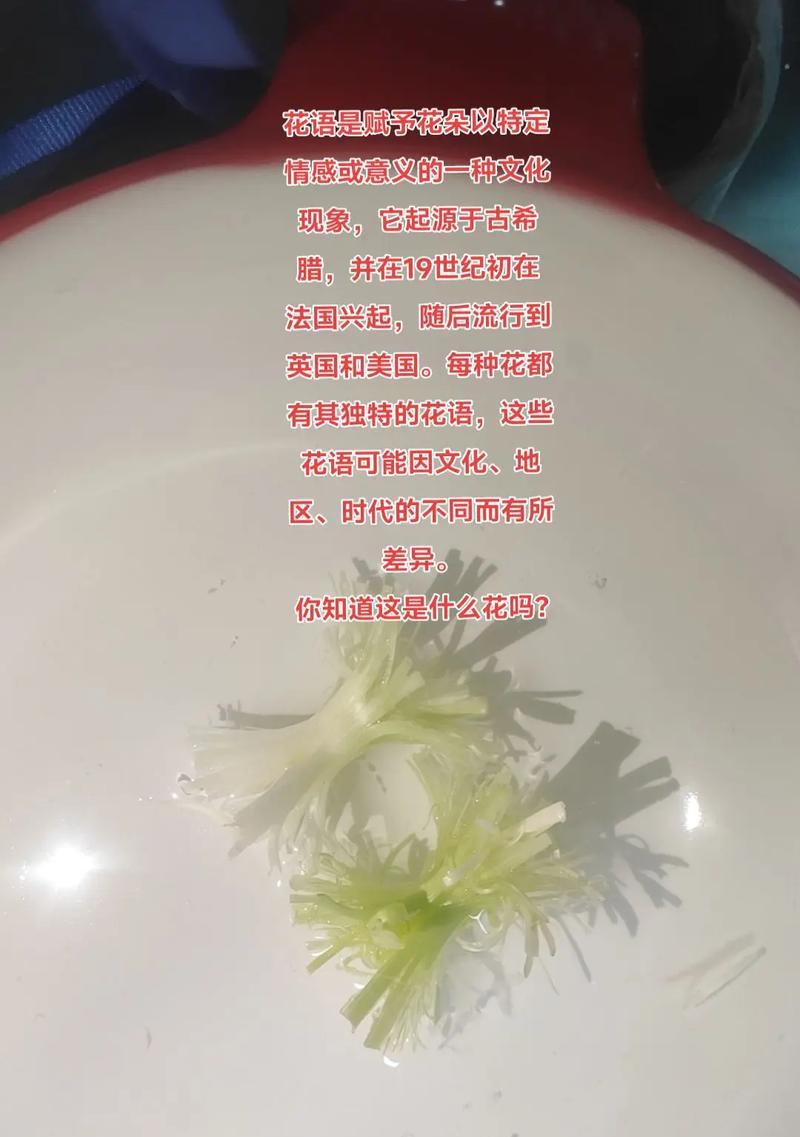 搞笑段子背后隐藏的花语是什么？