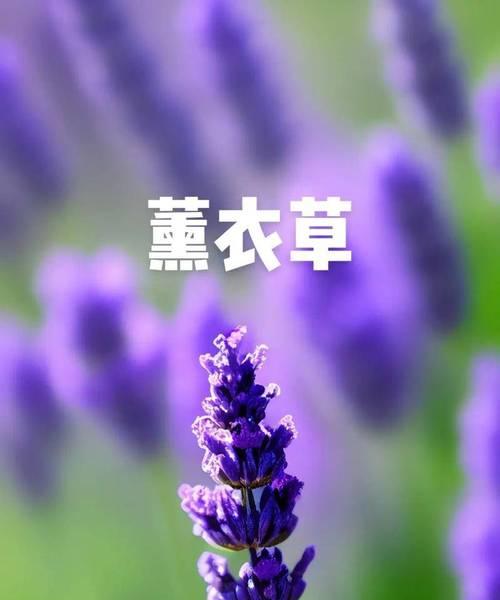 道具美丽的蜜蜜罐花语是什么？它代表了哪种情感？
