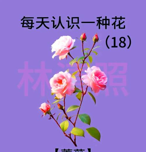 道具美丽的蜜蜜罐花语是什么？它代表了哪种情感？