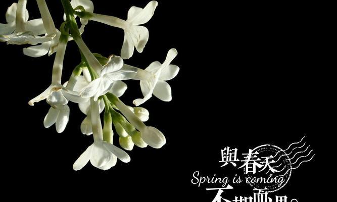 黑鸦玫瑰花在枝桠上代表什么？黑鸦玫瑰的花语是什么？