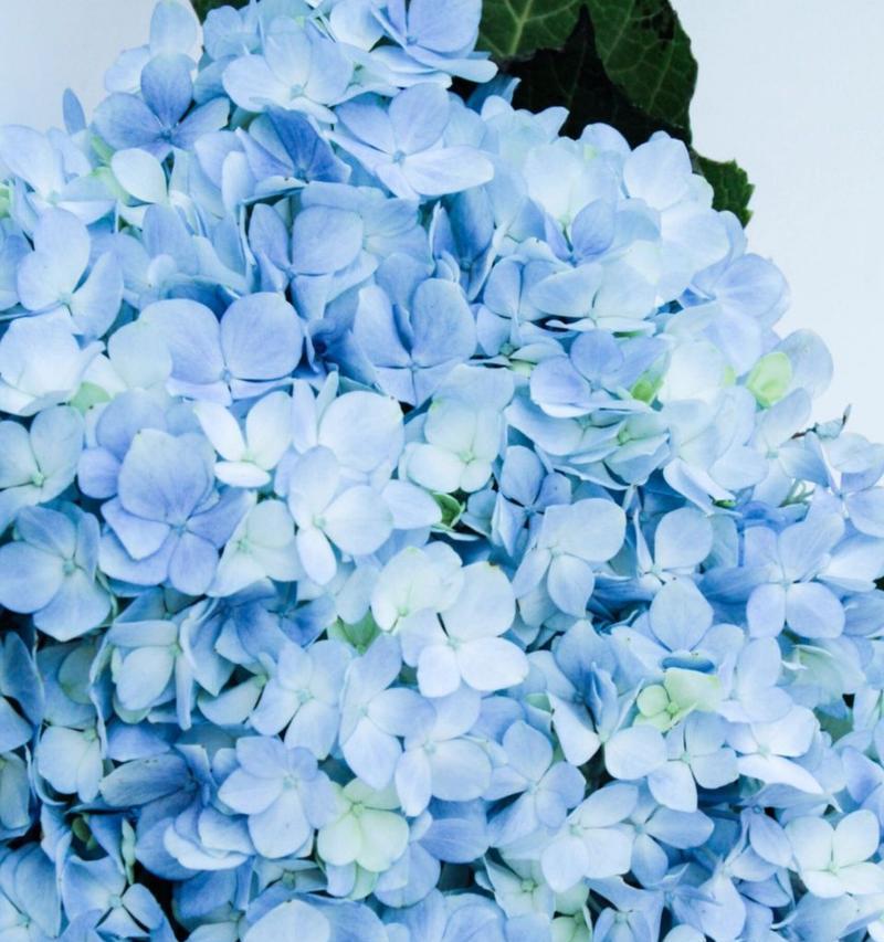 纯白绣球花的花语是什么？绣球花颜色不同代表什么？