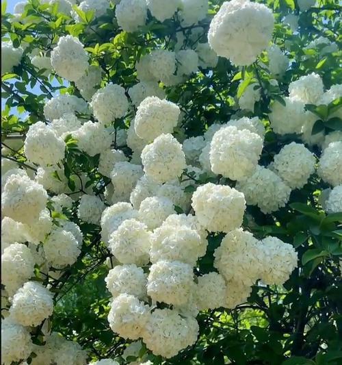 纯白绣球花的花语是什么？绣球花颜色不同代表什么？
