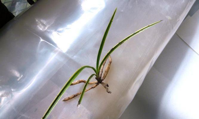 蕙兰黄甘蔗的花语有何含义？