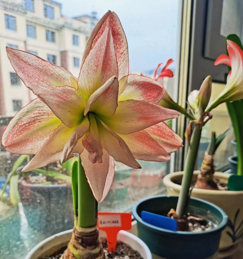 南极梗花象征着什么？