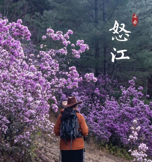 南极梗花象征着什么？