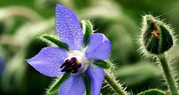琉璃莲花语寓意有何特别之处？