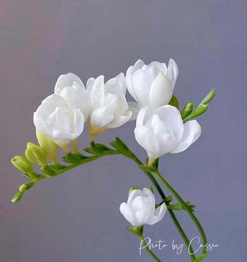 小苍兰的外观有何花语含义？小苍兰的样子代表什么？