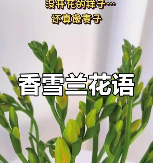 小苍兰的外观有何花语含义？小苍兰的样子代表什么？