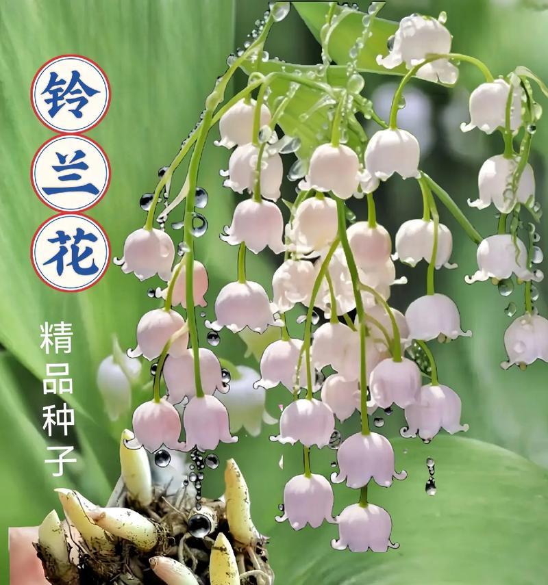 铃兰的花语有哪些？