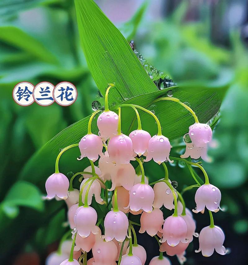 铃兰的花语有哪些？