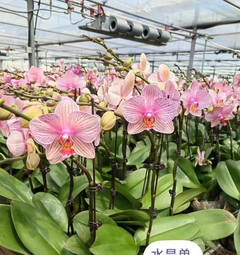 送给师姐的花花语有何含义？它表达了怎样的祝福？