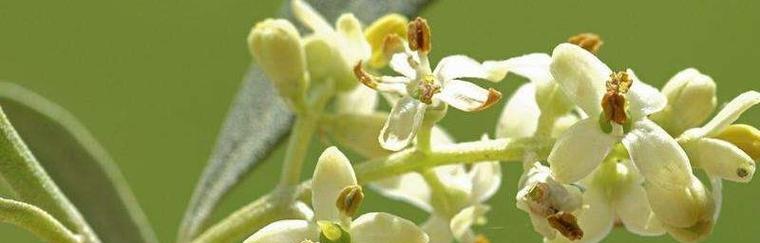 烂橘子这一形象的花语有何解释？