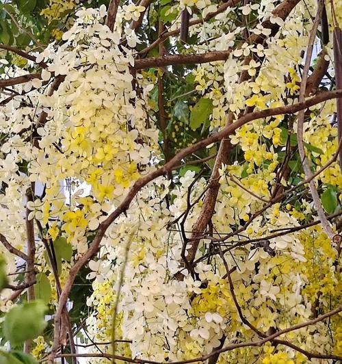 花树的寓意大全有哪些？它们的花语分别是什么？