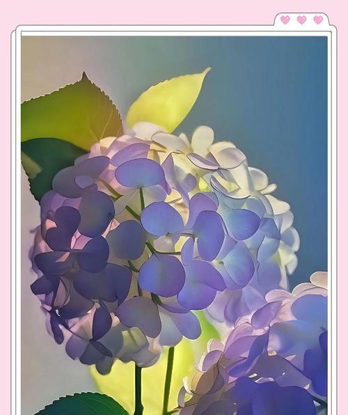 创作灵感绣球花的花语含义是什么？