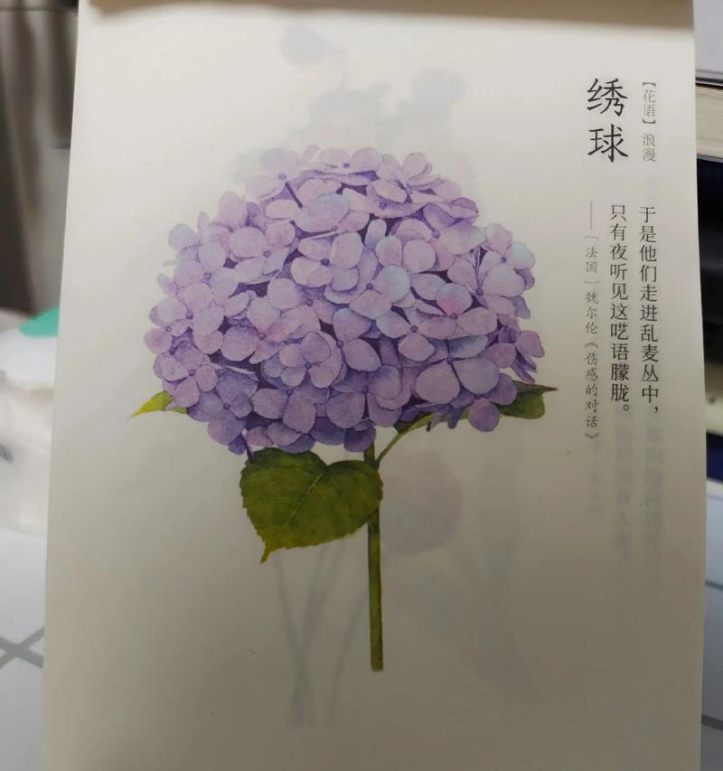 创作灵感绣球花的花语含义是什么？