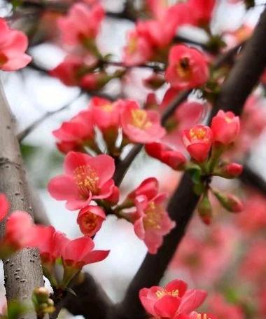 海棠的花语和寓意是什么？如何用海棠花表达特定的情感？