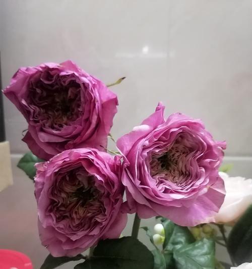 死亡芭比粉的玫瑰花语是什么？这种颜色的玫瑰代表什么？