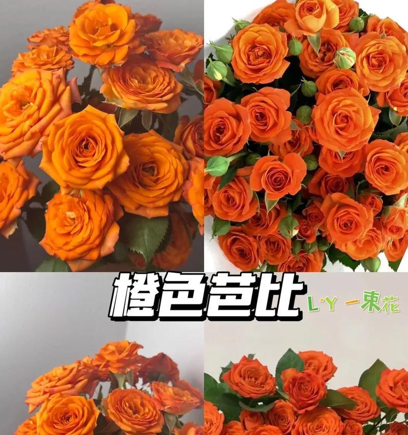 橙色玫瑰传递的寓意和花语是什么？