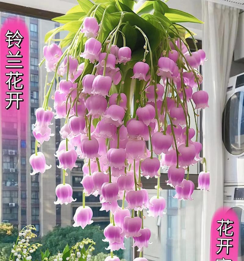 开玩笑时选择哪种花作为花语？