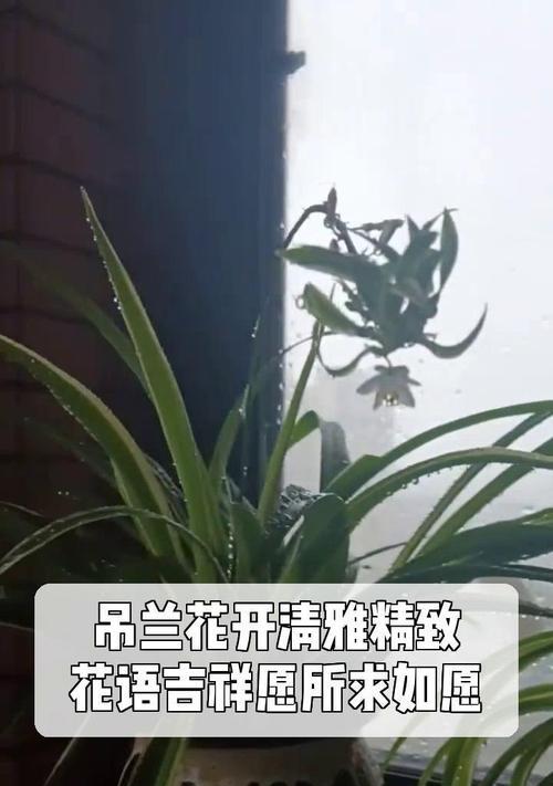 吊兰的花语含义是什么？适合送给谁？