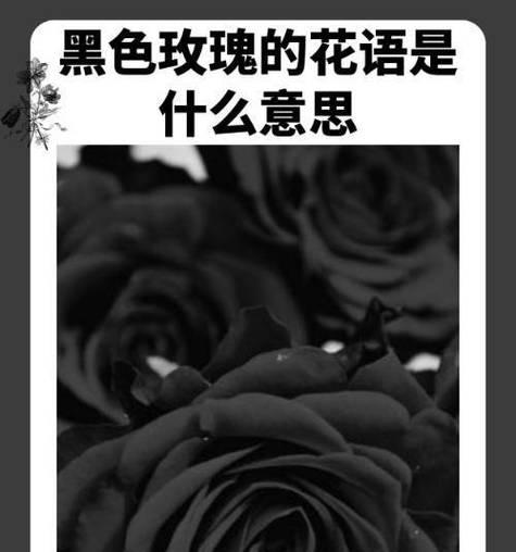 16朵玫瑰的花语含义是什么？