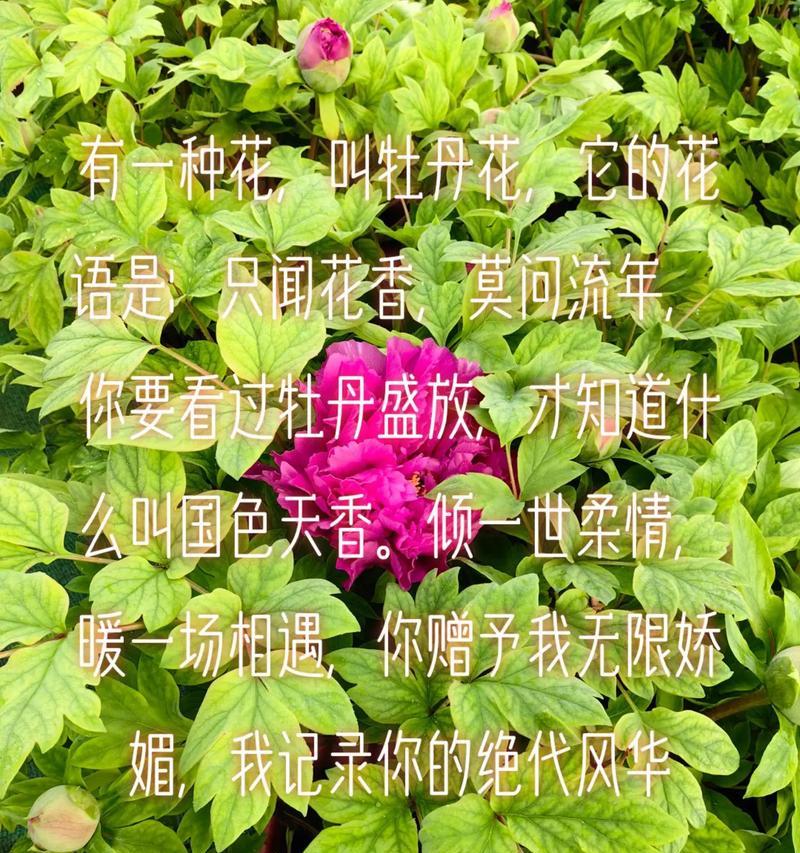 粉牡丹菊传递的花语是什么？粉牡丹菊的寓意是什么？