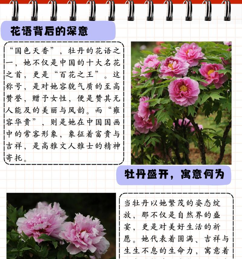 粉牡丹菊传递的花语是什么？粉牡丹菊的寓意是什么？