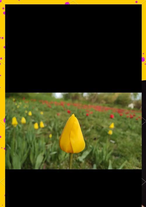 紫色郁金香的花语代表什么？含义是什么？