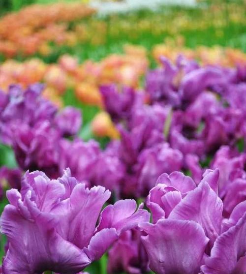 紫色郁金香的花语代表什么？含义是什么？