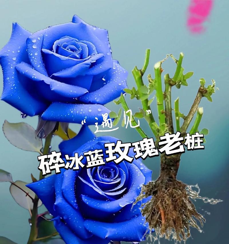 送玫瑰时的花语通常是什么？