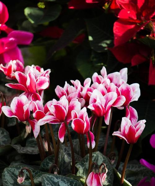 仙客来的花语是什么？独特少见的花和花语有哪些？