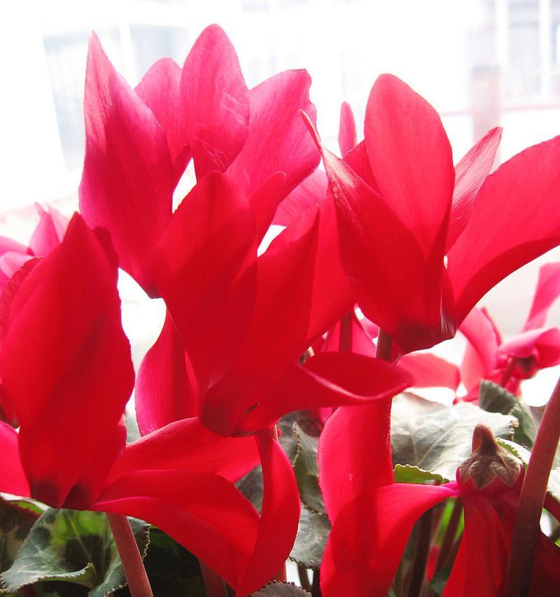 仙客来的花语是什么？独特少见的花和花语有哪些？