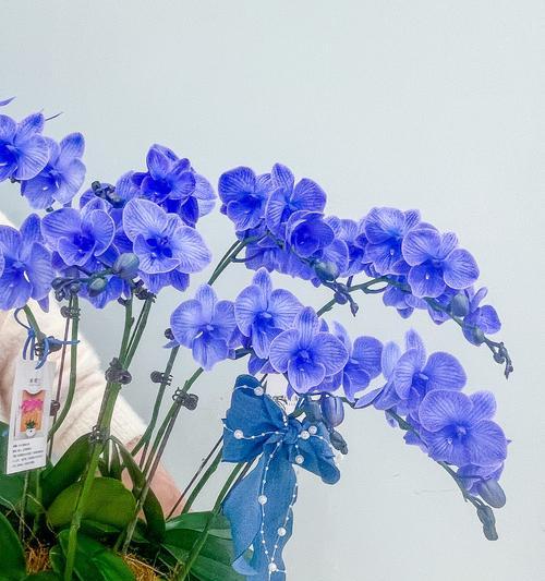 蝴蝶兰紫葡萄象征着什么？