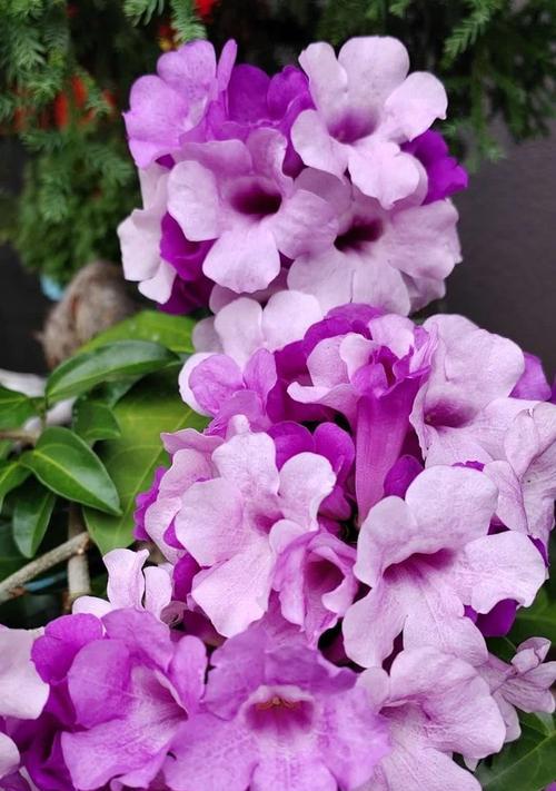 紫铃花的花语是什么？网络用语中的含义是什么？