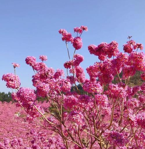 紫铃花的花语是什么？网络用语中的含义是什么？